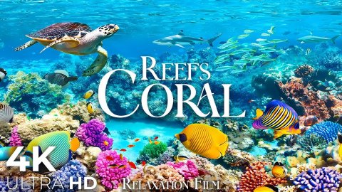 Коралловые рифы 4K • Живописный фильм-релаксация с умиротворяющей музыкой и видео в формате Full HD