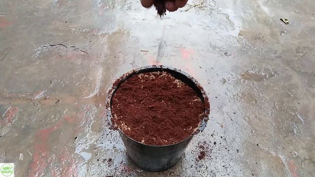 Grow Cosmos Flowers From Seeds || Summer Flowers