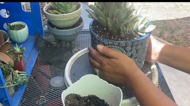 Kalanchoe Tomentosa | Cotyledon Tomentosa |Trasplante y Cuidados