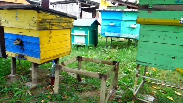 Очередная неприятность на пасеке.