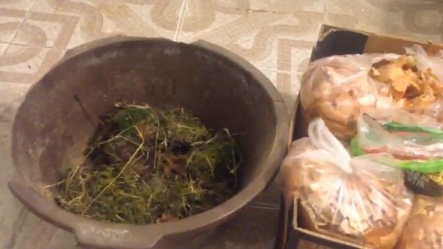 Земля для рассады ( листья , мох , шелуха ) как добыть луковую шелуху