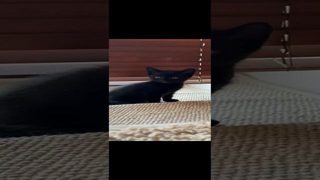 Черная кнопка ищет дом!