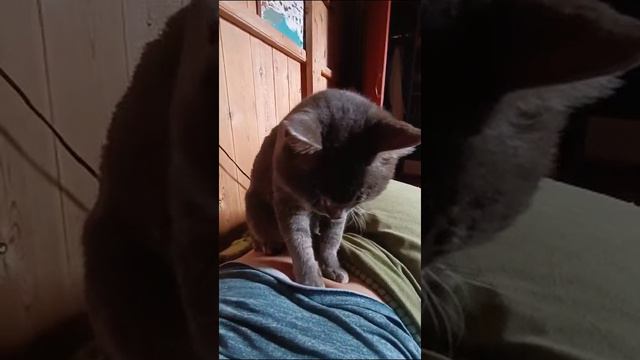 Кот массажист