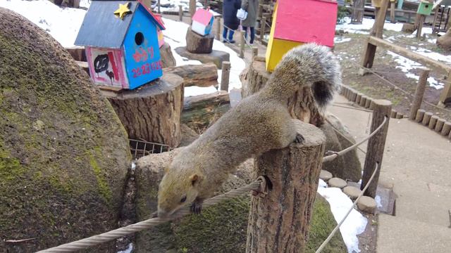200匹以上が放し飼いのリス園に行ってみた｜まちだリス園