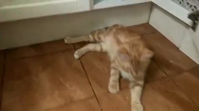 04.03.2021 - Котик Мажителькин (дома Хорус) уехал домой! (видео из дома)