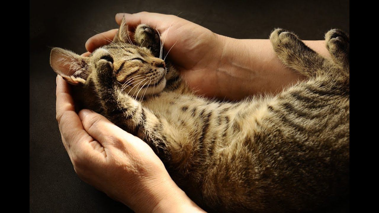Котики стали игрушками в руках людей и поэтому страдают