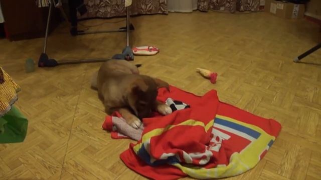 Щенок ест активированный уголь