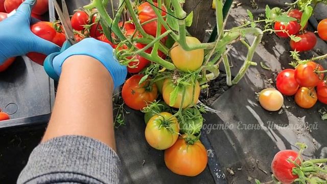 ЭТОТ СОРТ ТОМАТА ПОСАДИЛ И ЗАБЫЛ, САМЫЙ БЕСПРОБЛЕМНЫЙ ТОМАТ