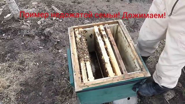 Зачем сжимать семьи ранней весной ? Покажу расплод!