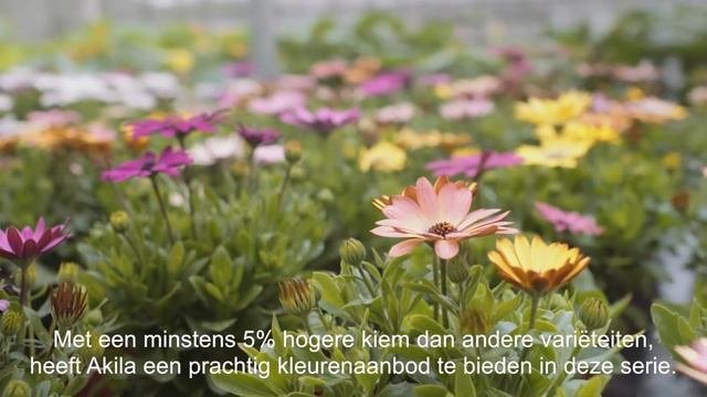 Osteospermum Akila