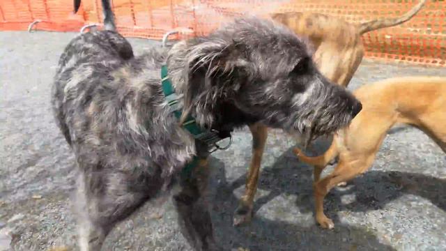 Irish Wolfhound meats Great Dane.