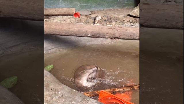 Показательное кормление выдры Макса в зоосаде "Приамурский" было очень забавным!