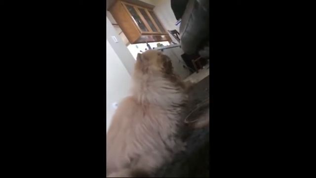 Смешные животные до слез видео с котами приколы с кошками