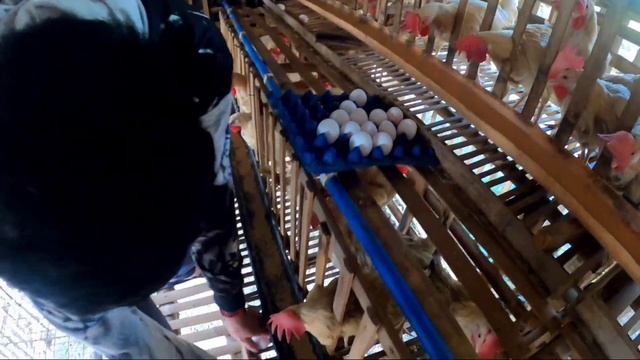 EP.2 COLLECTING EGGS FROM OUR POULTRY FARM  || kapitungan tv