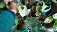 Plants Shopping video|Plant haul| Plant shopping|Online plant haul #rareplants @SwaraGTheGardener