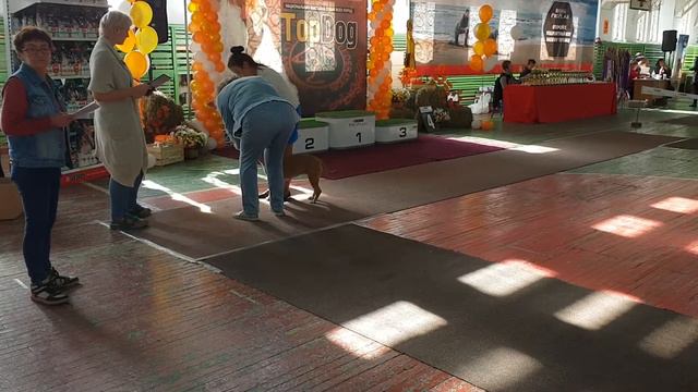 27.10.2018 Владивосток ам.стаффы Выставка собак