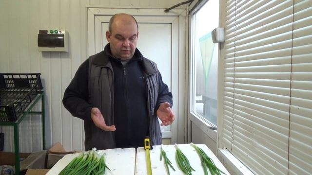 Семейный бизнес. Свежая зелень. Лук зелёный. Перо.