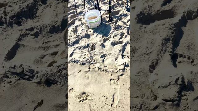 Что ловили рыбаки вчера на Балтийском море