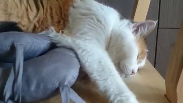Правильный сон/Proper Sleep