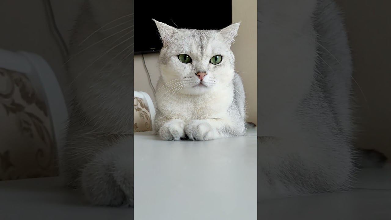 Мой красавчик#cat