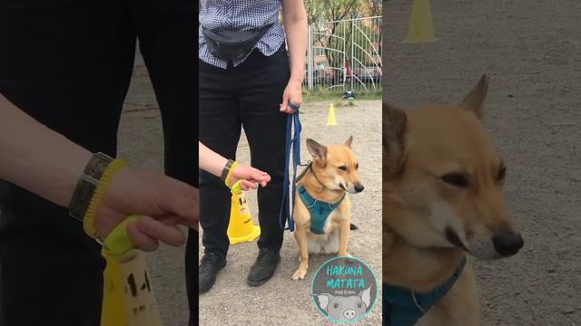 Мини группы выходного дня | Hakuna Matata Dog School | #кинологспб