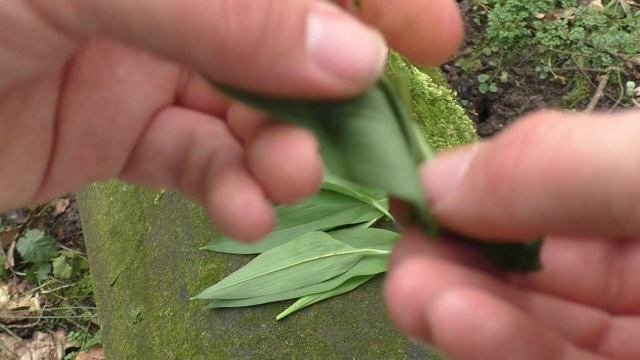 WILD GARLIC: Identification, Foraging & Use || WILD EDIBLES In Bushcraft (Allium Ursinum)