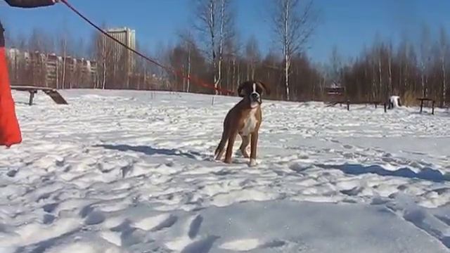 Щенки боксера! 89165120435