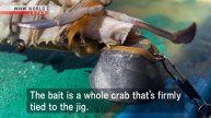 В Японии из-за улучшения качества воды в Токийском заливе , идет настоящий бум в ловли осьминогов .