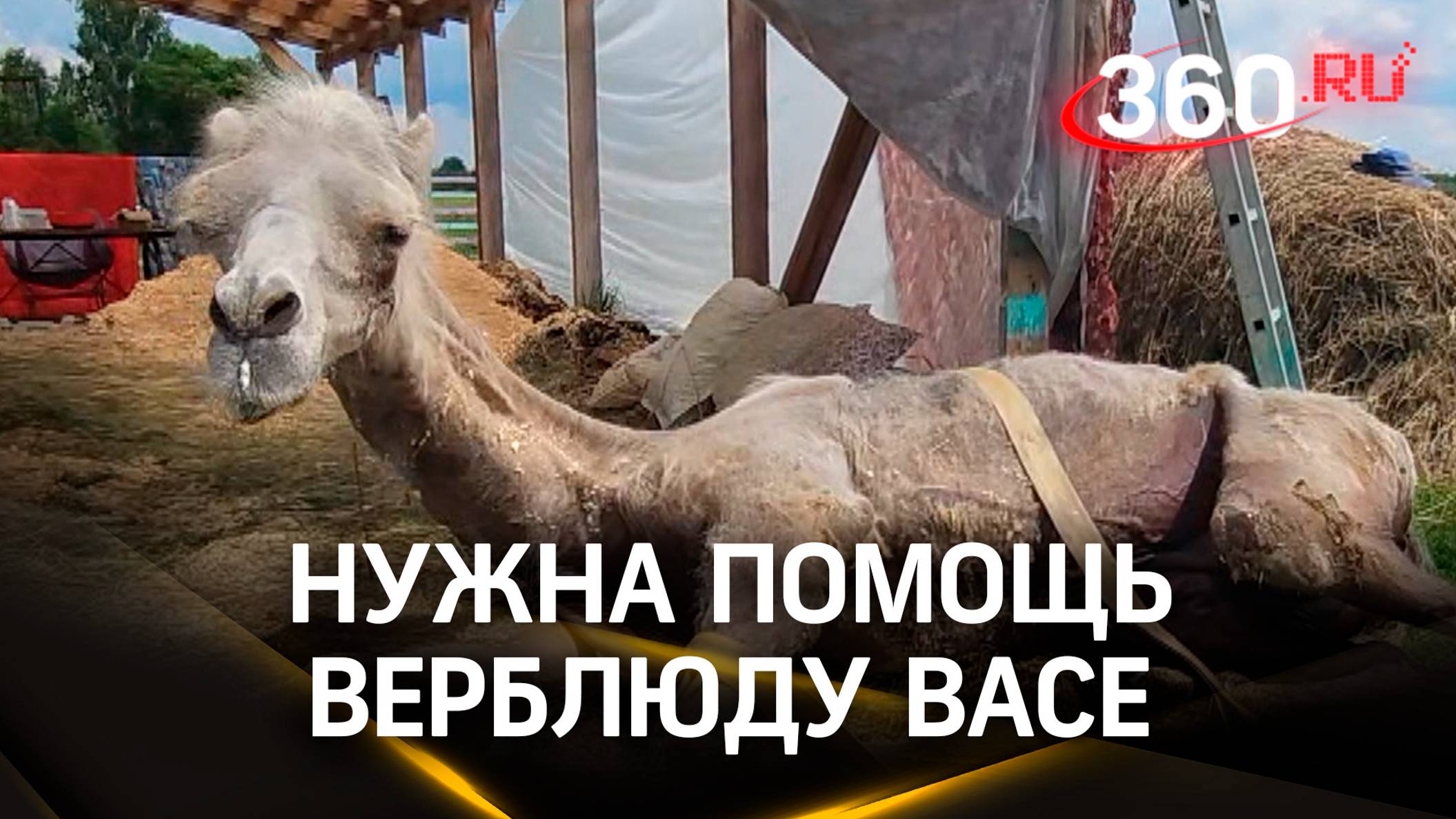 Верблюд Вася из Егорьевска серьёзно болен, не может ходить. Ему нужна помощь