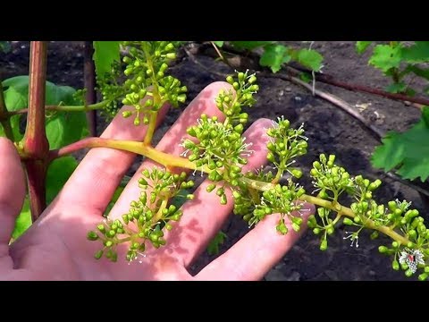 Цветение винограда. Как избежать горошения