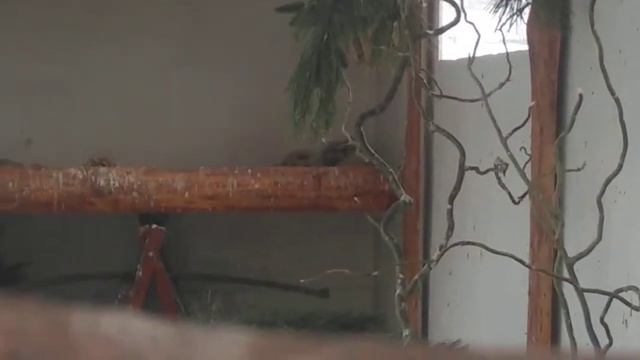 Зимний денек в вольере с дикой птицей