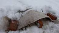 Открываем продухи на винограде и ежевике