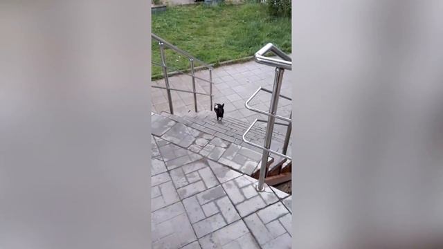 ПРИКОЛЫ ИЗ ТИК ТОК  РЖАЧКИ ИЗ ТИК ТОК ЛУЧШИЕ ПРИКОЛЫ 2021 ПРИКОЛЫ С ЖИВОТНЫМИ ИЗ ТИК ТОК