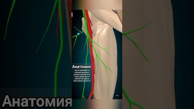 Медиальный кожный нерв плеча и предплечья