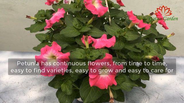 Petunia is a beautiful flower that can be grown from a branch or from a seed