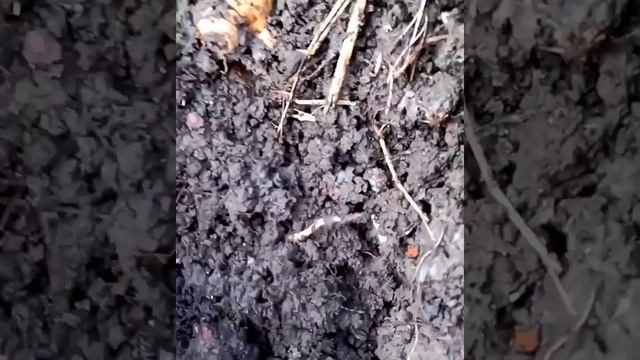 Рождение антикварной бутылки)