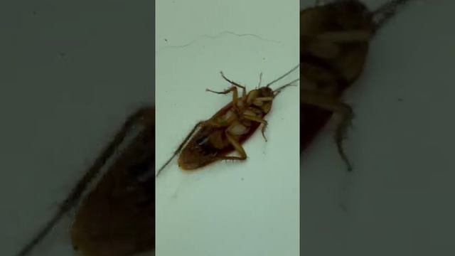 два муравья тащат таракана