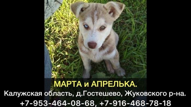 Пропали собаки! МАРТА и АПРЕЛЬКА. Калужская область, г.Калуга, д.Гостешево, Жуковского р-на.