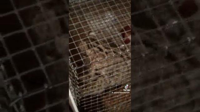 Камышовая дикая кошка