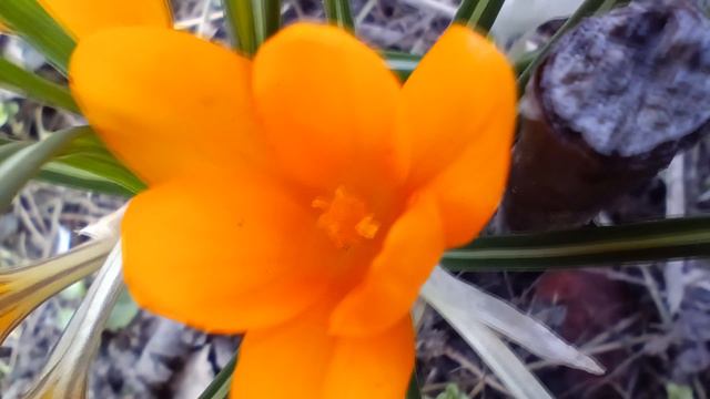 Spring and the beauty of crocuses.