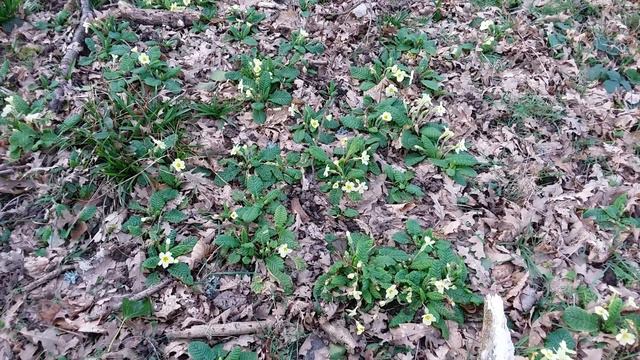 Primrose Flowers.