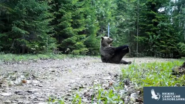 Bear and Yoga