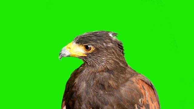 An Eagle flying | Green screen