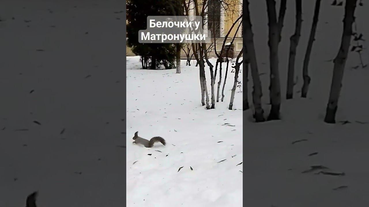 Белочки у Матронушки.  Покровский женский монастырь в Москве. #молитва #вера #матронамосковская