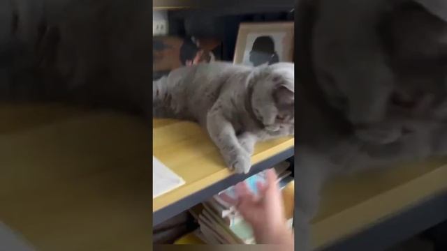 Любимые котики?
