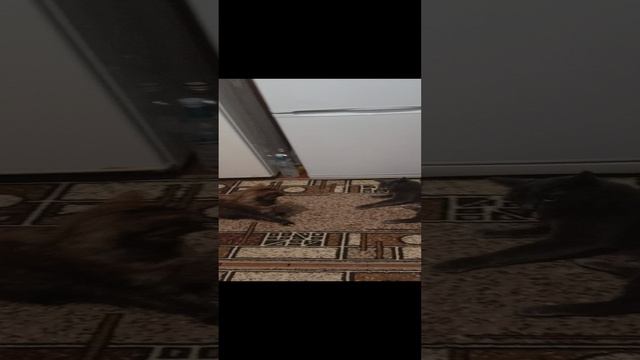 Коты воители
