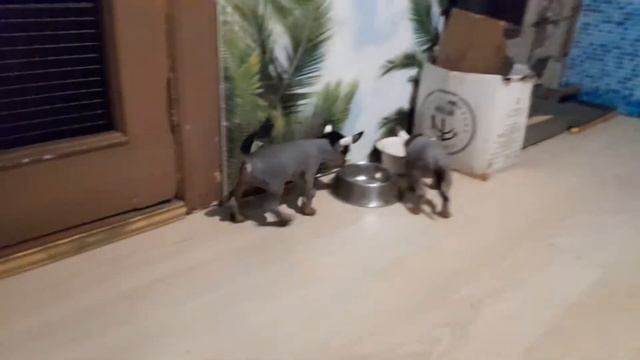 щенки