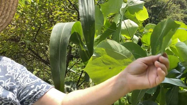 Южная Корея?29 июля/Асоль помощница/Что с кукурузой/Не обижайтесь/Для чужого дяди?/Орех или персик?