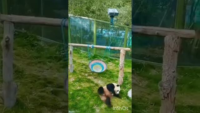 как панда !