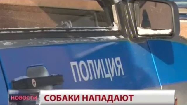Бездомные собаки атаковали поселок в Хабаровском крае